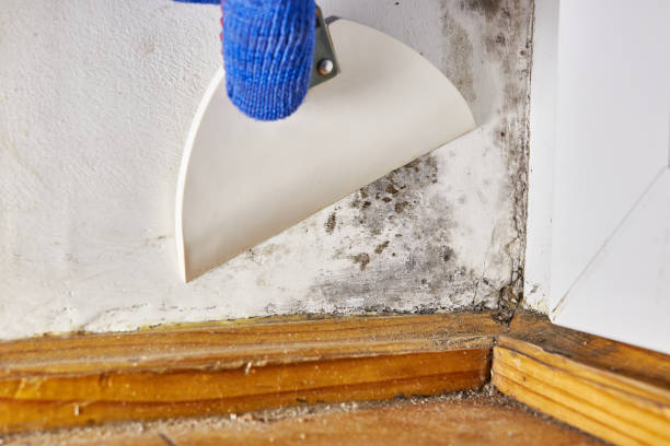Best Post-Construction Mold Inspection  in North Rock Springs, WY
